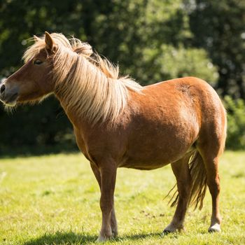 Ronja