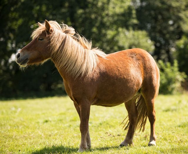 Ronja
