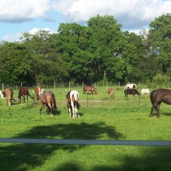 Ferien- und Reiterhof Klein Stavern - Impressionen